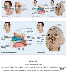 Choose from 500 different sets of flashcards about nasal cavity on quizlet. 23 2 Upper Respiratory Tract 23 2a Nose And Nasal Cavity Flashcards Quizlet