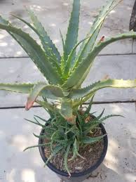 Image result for Aloe arborescens × musapana