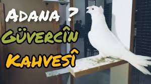 Guvercin Kahvesi Youtube