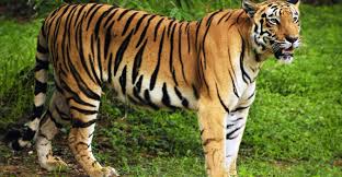 We did not find results for: Harga Seekor Harimau Malaya Cecah Rm1 Juta Maajoomedia