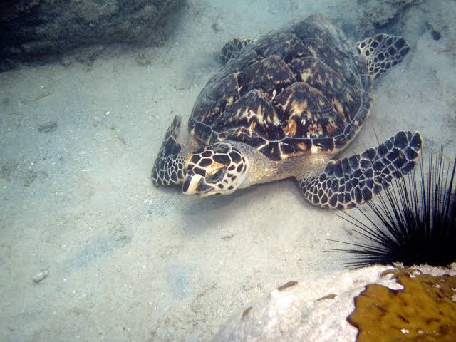 Happy #TurtleTuesday 🐢! This week, we highlight the hawksbill sea turtle!!  Stay tuned for our next species highlight—who do you think is up next??  #nationalmarinelifecenter #nmlc #hawksbillseaturtl