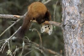 Which Way Is Up Animals Wild Cute Ferrets Animals