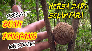 Boleh jadi terdapat ketumbuhan yang akan mewujudkan rasa sakit pada buah pinggang. Buah Kulim Merawat Buah Pinggang Kronik Tahap 4 Youtube