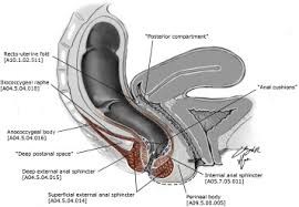 In female it is adapted for child bearing. Recommended Standardized Anatomic Terminology Of The Posterior Female Pelvis And Vulva Based On A Structured Medical Literature Review Sciencedirect