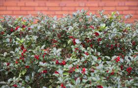 Find relevant results and information just by one click. Cold Hardy Hedges Tips On Growing A Hedge In Zone 6 Climates