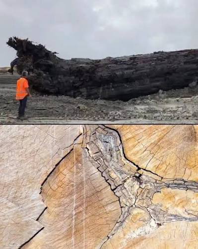 A 40,000-year-old tree in New Zealand just told us the story of a day Earth  almost died. 🌍🛡️ Deep in a swamp, scientists discovered a perfectly  preserved ancient kauri tree from a