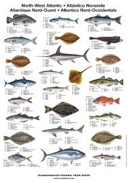 North West Atlantic Fish Poster