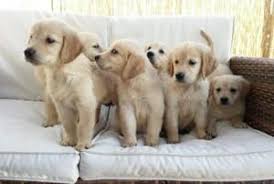 We did not find results for: Pedigree Reg Golden Retriever Puppies Ready Now Emmarentia Golden Retriever Puppies Dog Breeders Gallery 95625