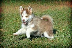 Photo Gallery Pomsky Puppies Pomsky Breeder Pomsky Puppies Puppies Dog Breeder