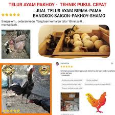Check spelling or type a new query. Beli Paket 6 Butir Telur Ayam Pakhoy Tehnik Pukur Keras Telur Ayam Murah Telur Fertil Original Seetracker Indonesia