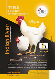 شركة طيبة لجدود الدواجن animals river poultry
