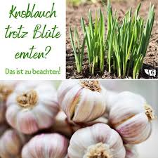 Knoblauch Ernten Trotz Blute Was Tun Bluhender Knoblauch Gartendialog De Knoblauch Ernten Knoblauch Knoblauch Anbauen