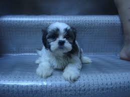 Looking for a puppy or dog in seattle, washington? Shih Tzu For Sale Washington