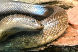 Image result for Senecio polyanthemoides