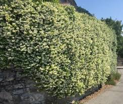 Image result for Jasminum fluminense