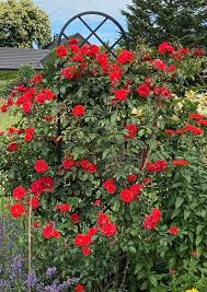 Small Trellis For Climbing Roses And Climbing Plants More About This In The Shop In 2020 Red Climbing Roses Climbing Roses Garden Obelisk