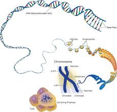 Pin On Genetics