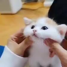 Pin By Kerim Kerimli On Animals Video Video In 2020