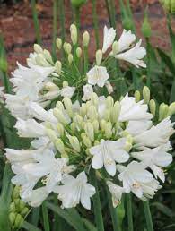 Per evitare funghi e muffe, che colpiscono spesso le piante di fragole, è consigliato evitare il più possibile i ristagni idrici: Agapanthus Matteo Ragni Agapanthus Fiori Estivi Fiori