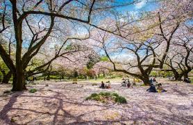 You can say what you want but cherry blossoms look the best with blue sky in the background! Japan S Cherry Blossom Viewing Parties The History Of Chasing The Fleeting Beauty Of Sakura