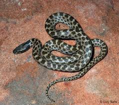 Image result for Hyparrhenia newtonii