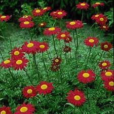 Robinsons Red Daisy Pyrethrum Daisies 50 Seeds Perennial Etsy In 2021 Daisy Painting Chrysanthemum Seeds Flower Seeds