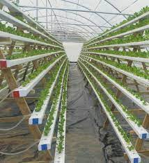 My Take Of A Frame Nft Hydroponics Bi Tki