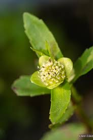 Image result for Enydra fluctuans