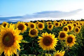 Welcome to kansas, nicknamed the sunflower state, but also known as the jayhawk state, the midway state, and the wheat state. Travel And Life In Mulberry Kansas Hubpages