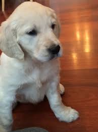 Here is an update on our upcoming light blonde litter of pups (click here). Whisper Your Secret To My Golden Retriever Puppy By Incredibull Fiverr
