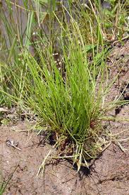 Image result for Eleocharis mutata