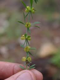 Image result for Pollichia