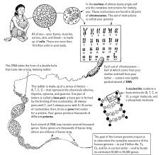 Pbs Nova Dna Worksheet Nova Online Teachers Student Handout 4 Cracking The Code Of Life Biology Lessons Science Student Teaching Biology