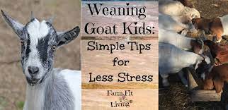 Weaning Kids Simple Tips For Less Stress In Goat Kids Farm Fit Living