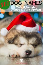 Top free images & vectors for female dog names associated with christmas in png, vector, file, black and white, logo, clipart, cartoon and transparent. Male And Female Dog Names 501 Unique Cute Options For Your Puppy Dog Names Female Dog Names Dog Names Unique