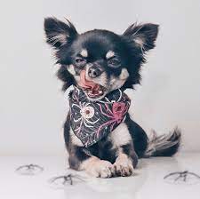 Chihuahua Kai On Instagram When Ya Wanna Taste Them Spiders But Tha Pawrents Say No Spider Bandana From Pe Cute Chihuahua Chihuahua Dog Selfie