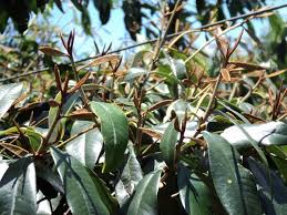 Image result for Englerophytum