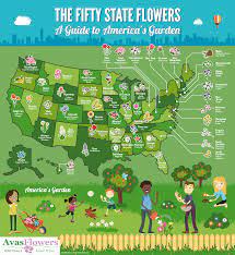 Search with the hashtag #rethinksilk and #allstatefloral to find us!. The Fifty State Flowers A Guide To America S Garden Visual Ly