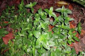 Image result for Platostoma