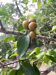 Image result for Gymnosporia mossambicensis