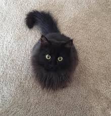 Adopt Toothless On Petfinder Kittens Cutest Cute Cats Pretty Cats