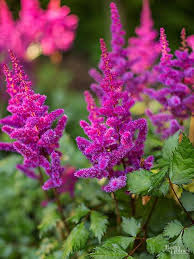 They really like full sun, but as with most plants, if you live in a super hot part of the country, you should try to provide them with a bit of afternoon shade. Shade Flowers That Will Make You Forget The Lack Of Sun Shade Loving Flowers Shade Flowers Shade Perennials