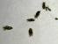 Full Grown Lice Bug