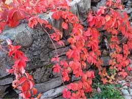 ✓ free for commercial use ✓ high quality images. Controlling Virginia Creeper Tips For Getting Rid Of Virginia Creeper Vines