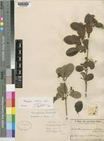 Image result for Psorospermum baumii