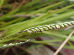 Image result for Urochloa brizantha