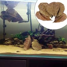 Can i keep a betta and shrimp in the same tank? 10pcs Catappa Indian Almond Leaves Ketapang Leaf Shrimp Betta Aquarium Care Fish I6x0 Lazada Singapore