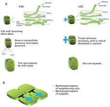 Mitosis is the predominant process involved in plant cell division and normal growth. Ijms Free Full Text No Stress Relax Mechanisms Governing Growth And Shape In Plant Cells Html