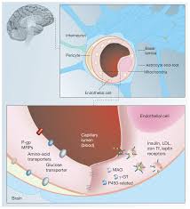 Recently, cns insulin resistance has been elucidated to play a role in neurodegenerative disease. The Blood Brain Barrier A The Blood Brain Barrier Bbb Is Formed By Download Scientific Diagram