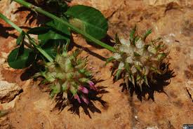Image result for Trifolium spumosum